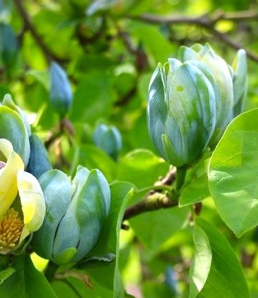 Magnolia 'Blue Opal' 10 lit.